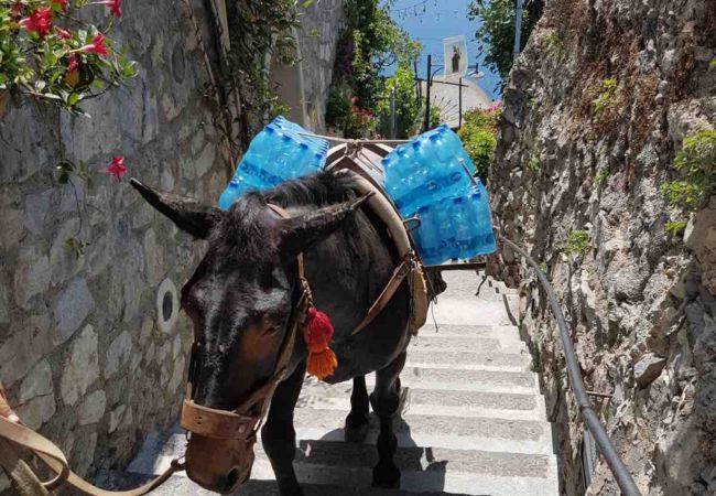 Appartamento a Positano - Goat Path Appartamento a Positano - Goat Path