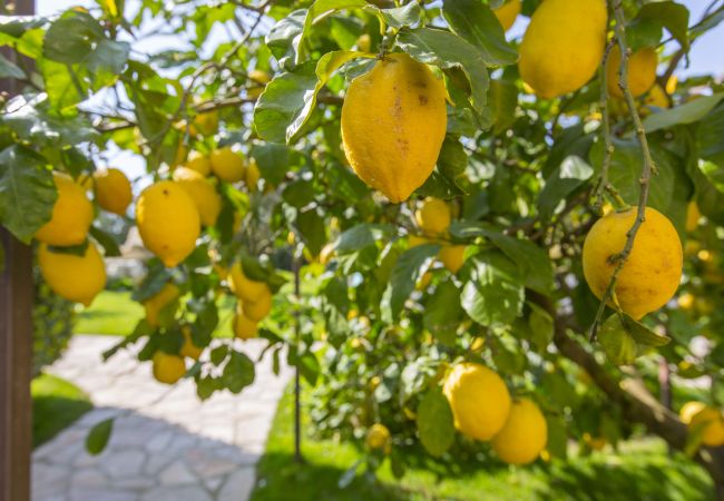 Affitto per camere a Sant´Agata sui Due Golfi - Resort Ravenna- Suite Regina Affitto per camere a Sant´Agata sui Due Golfi - Resort Ravenna- Suite Regina