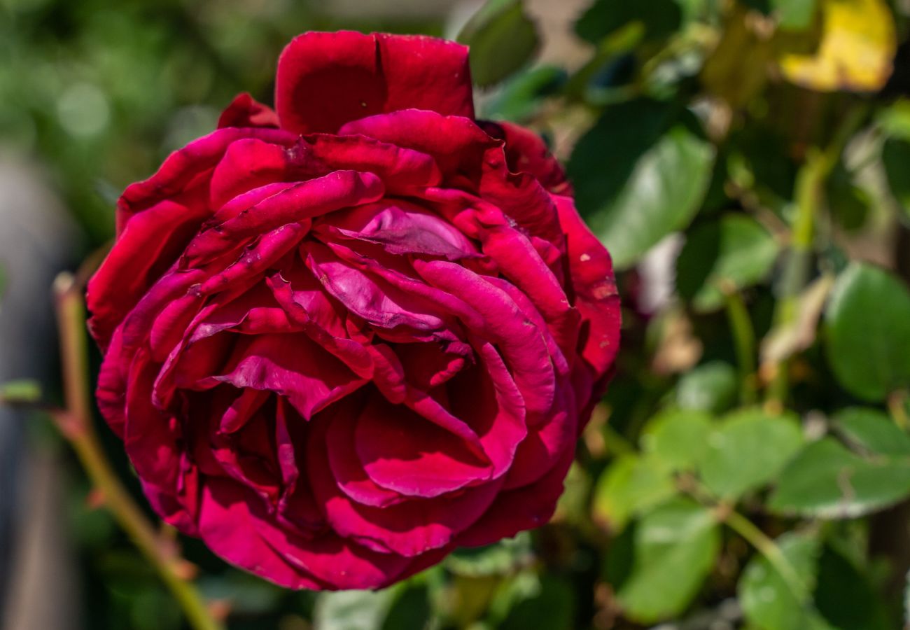 Villa a Massa Lubrense - Dimora delle Rose