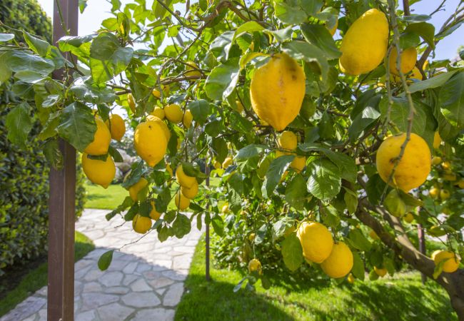 Rent by room in Sant´Agata sui Due Golfi - Resort Ravenna- Lord executive room Rent by room in Sant´Agata sui Due Golfi - Resort Ravenna- Lord executive room