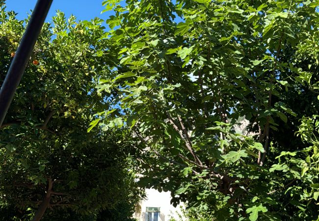 Apartment in Meta - Meta CC Palace: Donna Rebecca Apartment in Meta - Meta CC Palace: Donna Rebecca